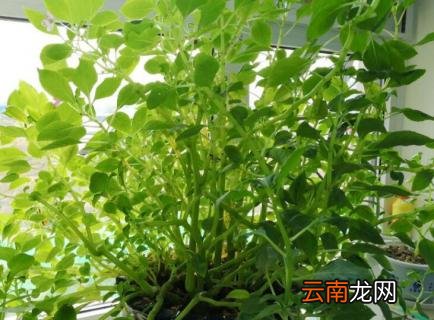 玻璃翠叶子发黄脱落的原因