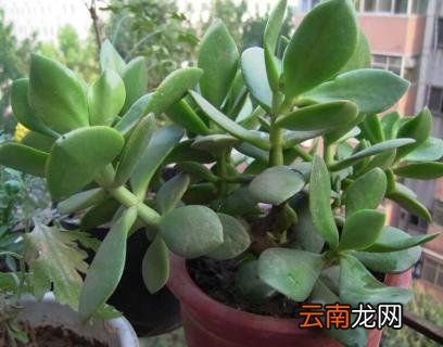 玻璃翠叶子发黄脱落的原因