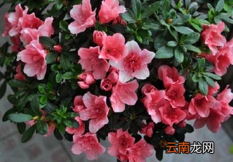 杜鹃花剪枝怎么剪视频