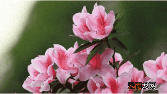 杜鹃花剪枝怎么剪视频