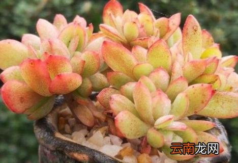 多肉名字的由来