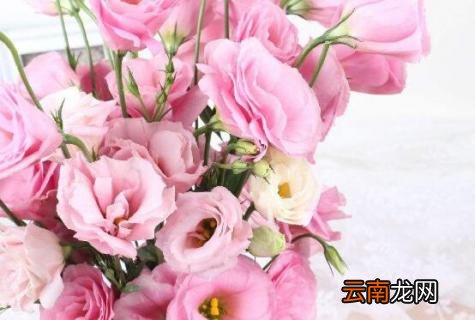 粉红洋桔梗花语