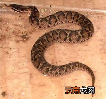 土地蛇真实名叫什么