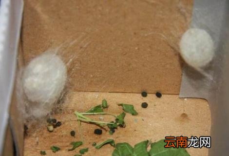 刚出生的蚕宝宝能饿几天