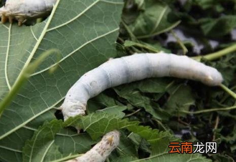 刚出生的蚕宝宝能饿几天