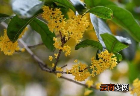 桂花发芽时间