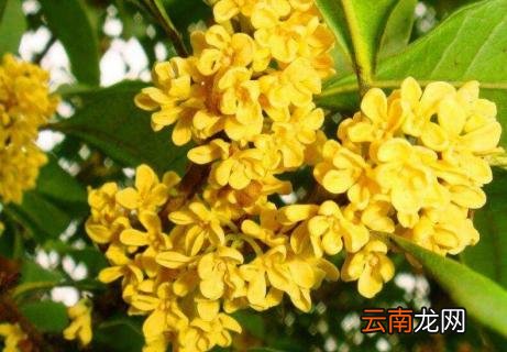 桂花发芽时间