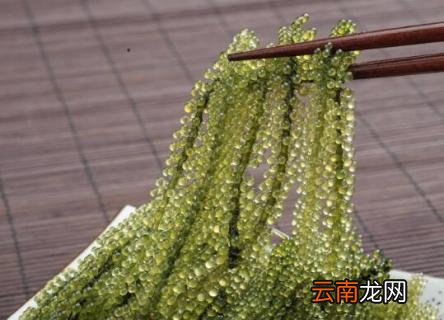 海葡萄怎么泡发