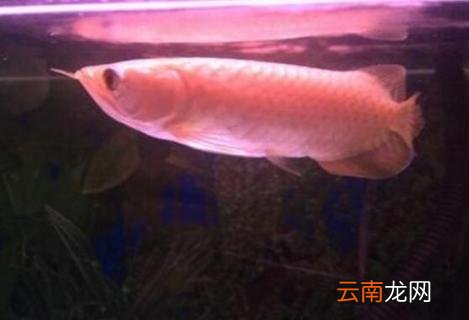 号半红龙鱼发色过程