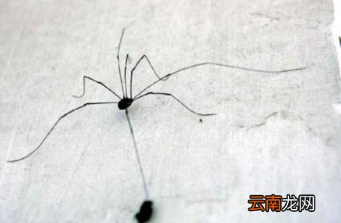 腿特别长的蜘蛛