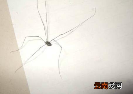 腿特别长的蜘蛛