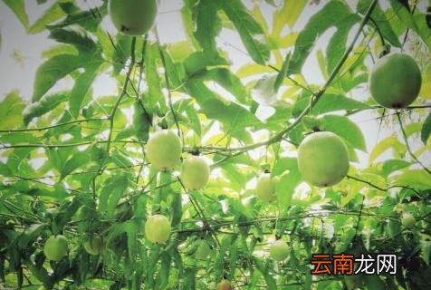 百香果病毒病用什么药