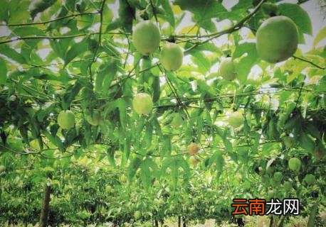 百香果病毒病用什么药