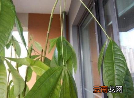 发财树叶子白斑是什么原因