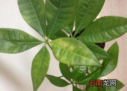 发财树叶子白斑是什么原因