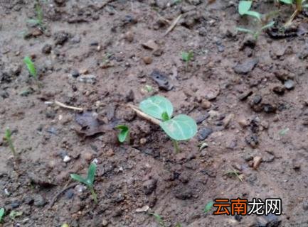 葫芦怎么种快发芽