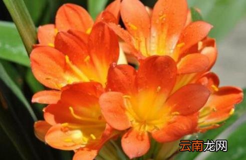 春天君子兰能晒太阳吗