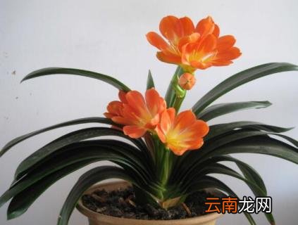 春天君子兰能晒太阳吗