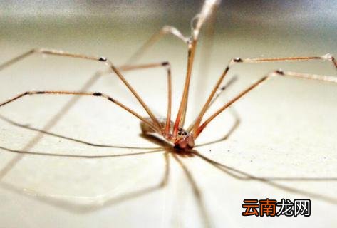 长腿蜘蛛怎么消灭