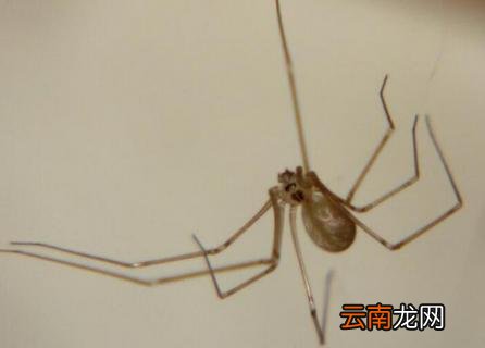 长腿蜘蛛怎么消灭