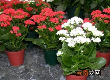长寿花需要什么肥料
