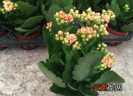 长寿花需要什么肥料