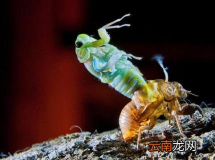 蝉几条腿几对翅膀