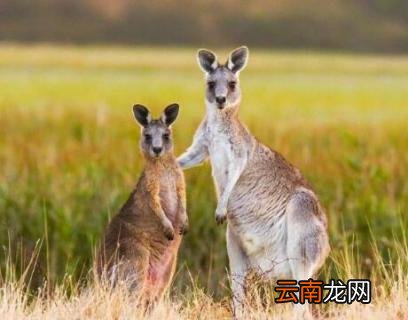 袋鼠吃肉吗