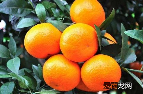 沃柑种子能种吗