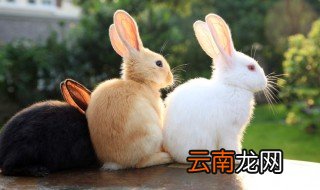 兔子的智商有多高? 兔子能训练吗
