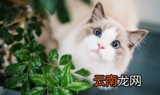 被猫咬伤最迟多久打针 你知道吗