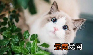 猫抓伤得狂犬病的几率 你知道吗