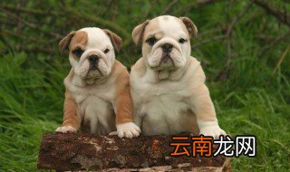 英国老式斗牛犬介绍 英国老式斗牛犬的简介