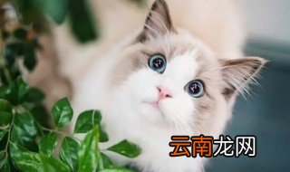 怎么摸猫猫会开心 你知道吗