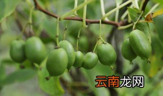 软枣猕猴桃适合什么地方种植 软枣猕猴桃适合在海拔多少的地方种植