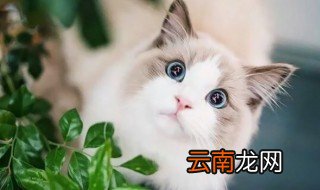 猫能吃巧克力嘛 吃了巧克力会有什么症状