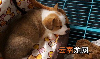 六个月狗狗一天喂几次 六个月狗狗一天喂几次比较合适