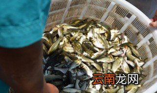 鱼苗什么时候放养最好 在几月放鱼苗合适