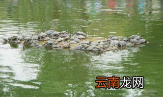 甲鱼养殖成本和利润 成本有多少？