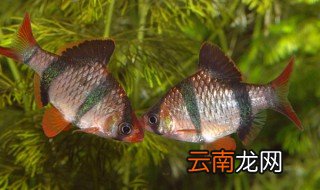 虎皮鱼的适宜温度是多少?养皮鱼的温度应该控制在多少度