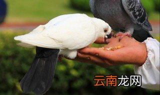 鸽子尾巴上翘是公是母 怎么看鸽子是公是母