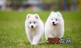 萨摩耶经常打它会记仇吗 萨摩耶被打后是什么心理