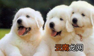 新手养狗基础知识 主要的四个知识