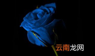 蓝色妖姬花语 代表着什么