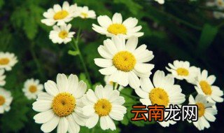 雏菊花语 代表什么