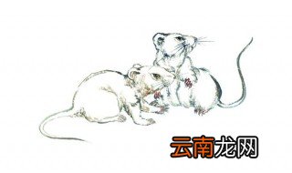 属鼠男是哪种类型老公 三点为你分析