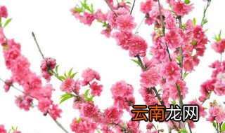 人生遍地是桃花的生肖 快来看看有没有你