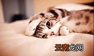 如何在睡觉时不被猫吵醒 共有6个建议