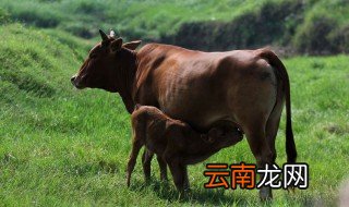 牛下跪科学解释 你知道吗