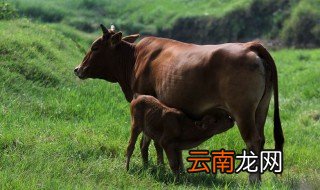 牛下跪是怎么回事 你知道吗